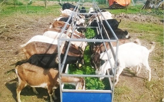 Xã vùng cao trồng cỏ nuôi bò để làm giàu  Dân Việt