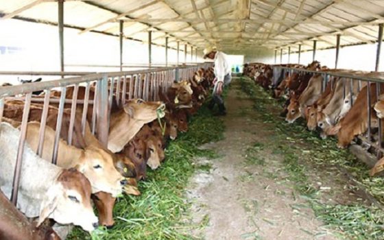 Xã vùng cao trồng cỏ nuôi bò để làm giàu  Dân Việt