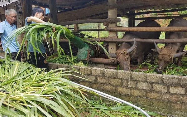 Hiệu quả từ mô hình chăn nuôi trâu bò theo quy mô trang trại ở xã Quảng  Long huyện Hải Hà