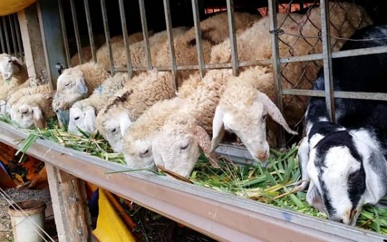 Mô hình chăn nuôi hiệu quả ở xã Quảng Minh  Đăng trên báo Bắc Giang