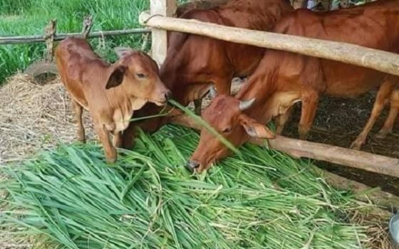 Mô hình chăn nuôi bò sinh sản đạt hiệu quả cao