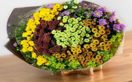 Hoa Cúc Mini Nhiều Màu | Blog Cây Cảnh