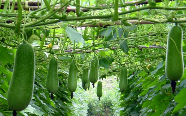 Giống Bí Đao Chanh