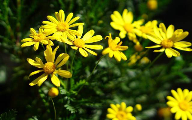 hoa cúc thân gỗ vàng